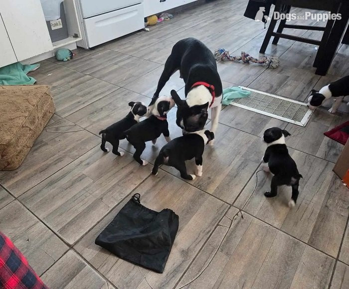 Boston Terrier - boston terriers full-breed