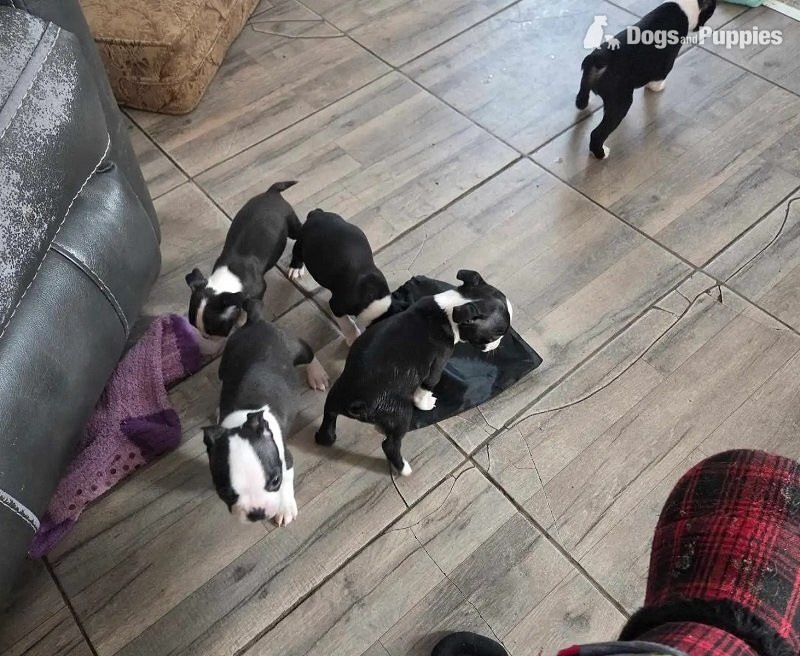 boston terriers full-breed - Boston Terrier