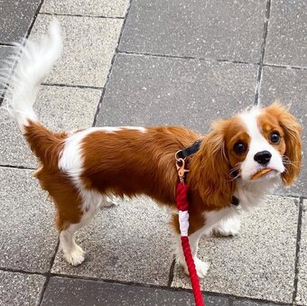 Cavalier king charles 