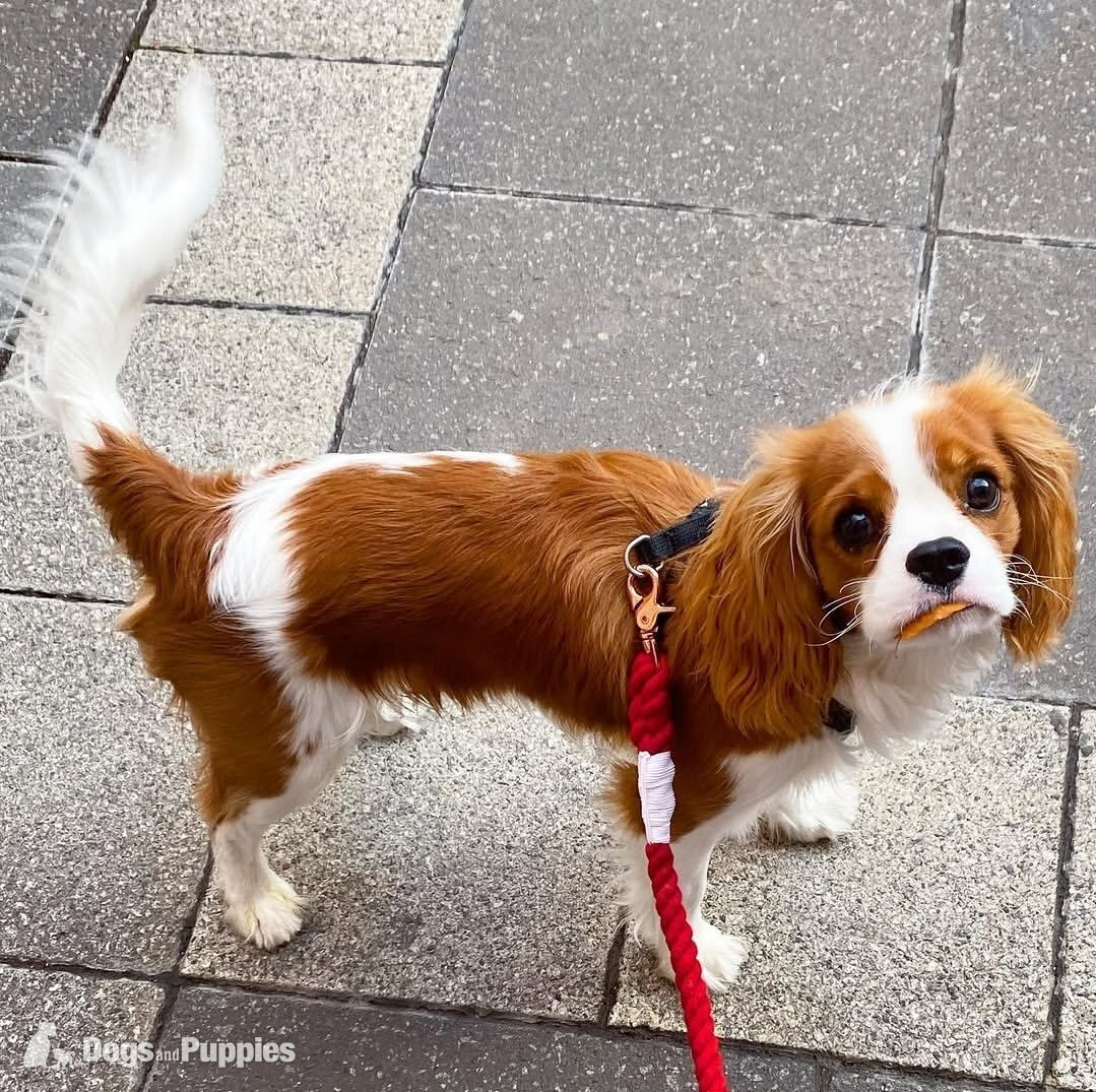 Cavalier king charles  in {LOCATION}