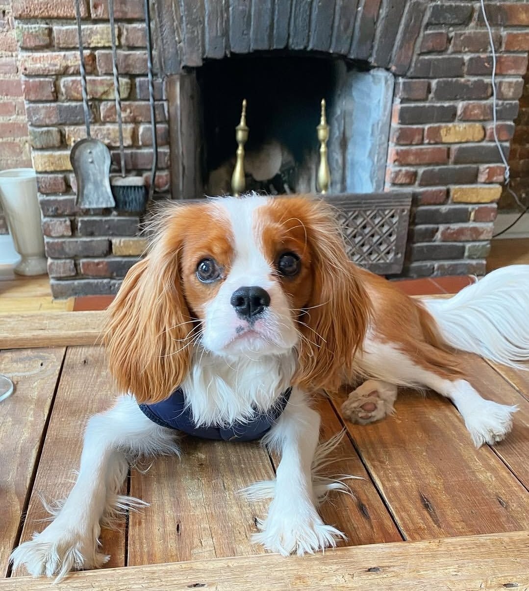 Cavalier King Charles Spaniel Puppies