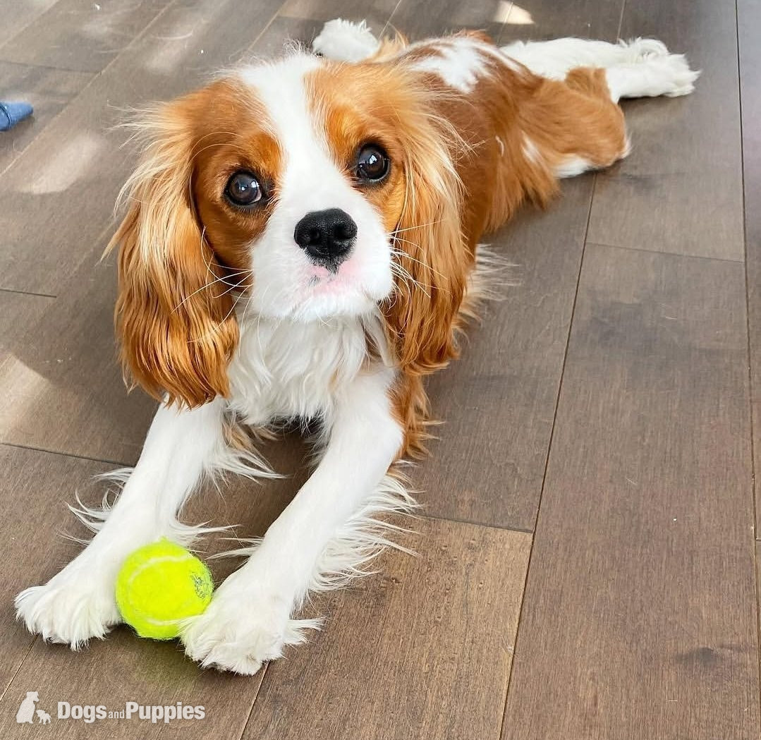 Cavalier King Charles Spaniel - Cavalier king charles 