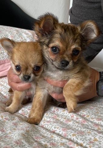  Stunning Chihuahua puppies 