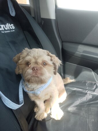 Shihtzu male puppy