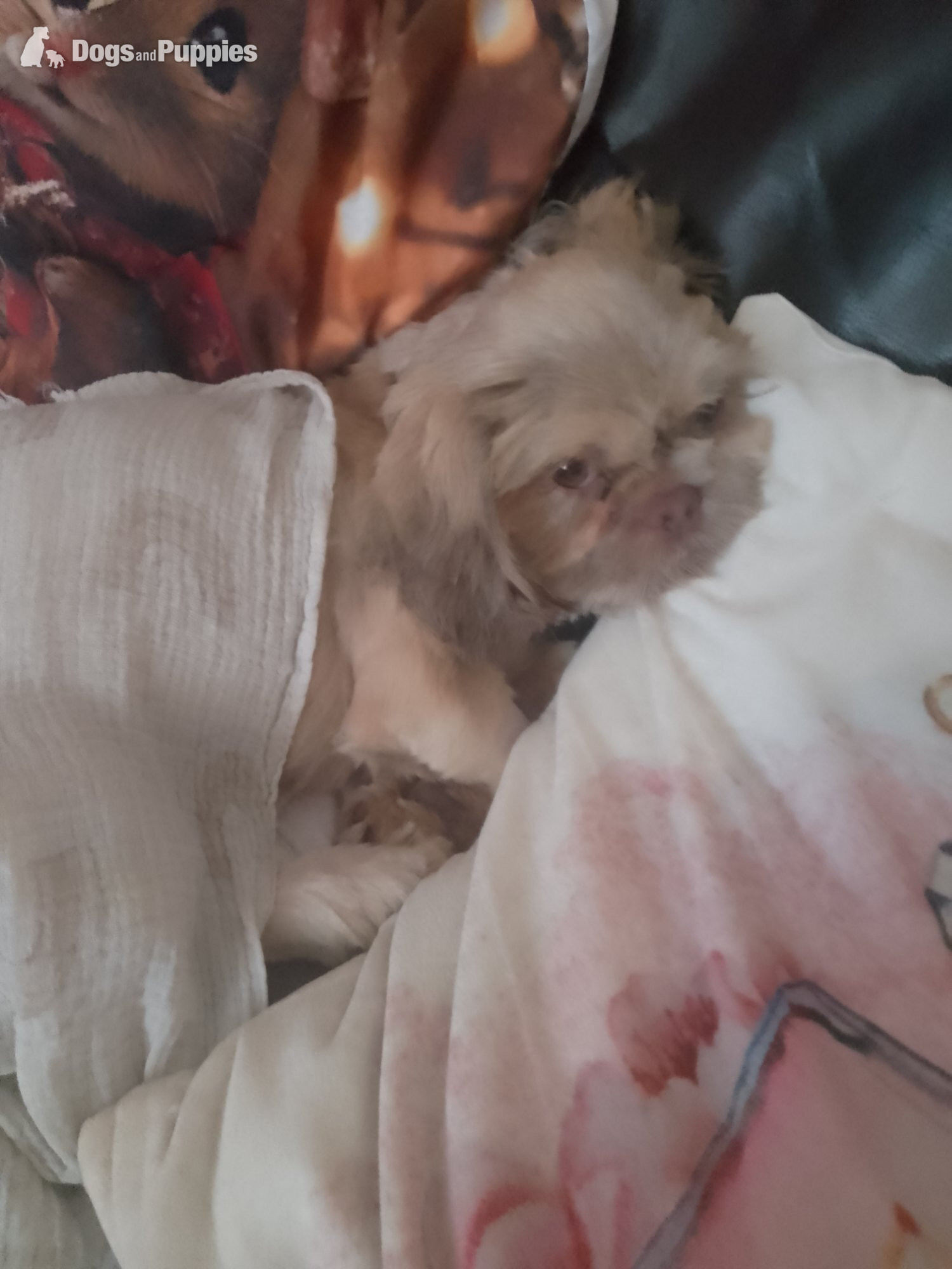 Shih Tzu