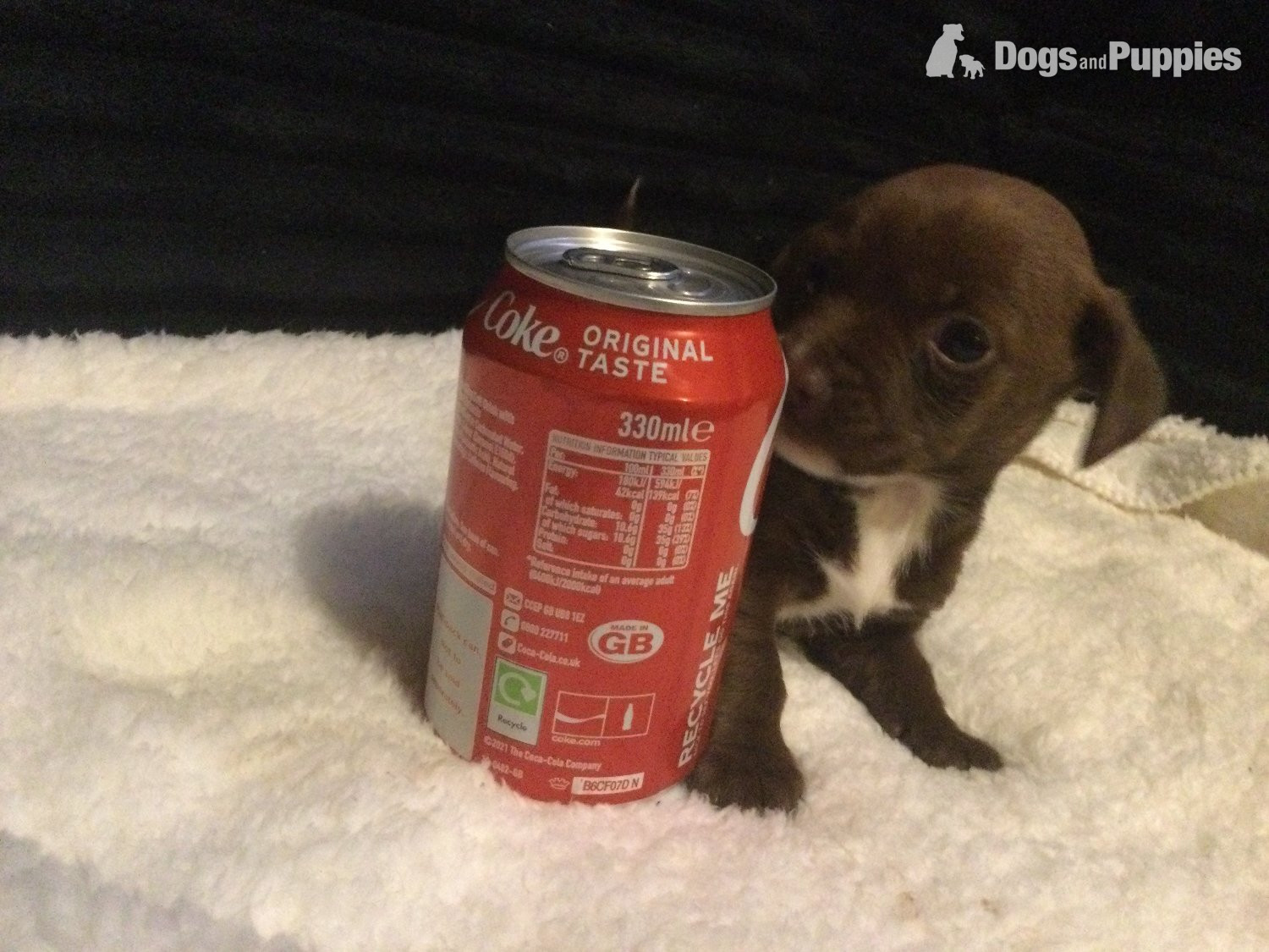 jack x tiny pupys in {LOCATION}