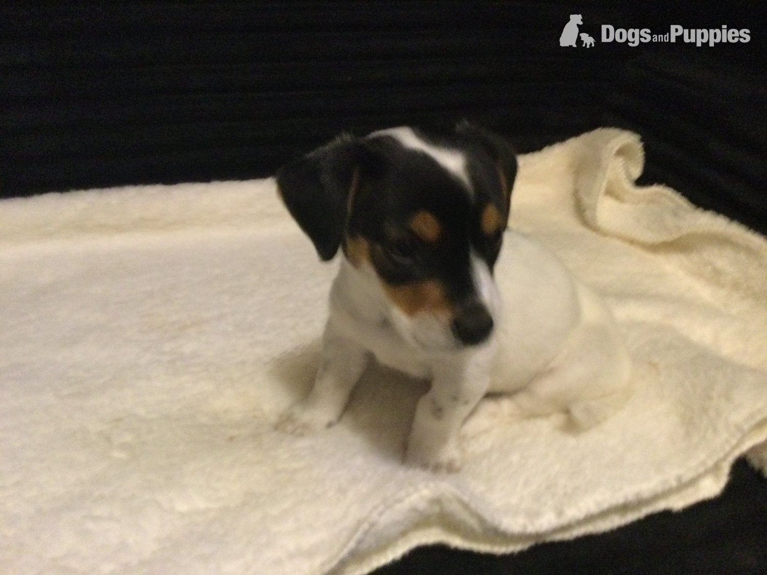 Jack Russell Terrier