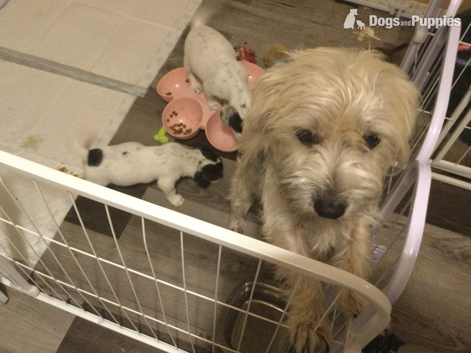 Jack Russell Terrier - jack x tiny pupys