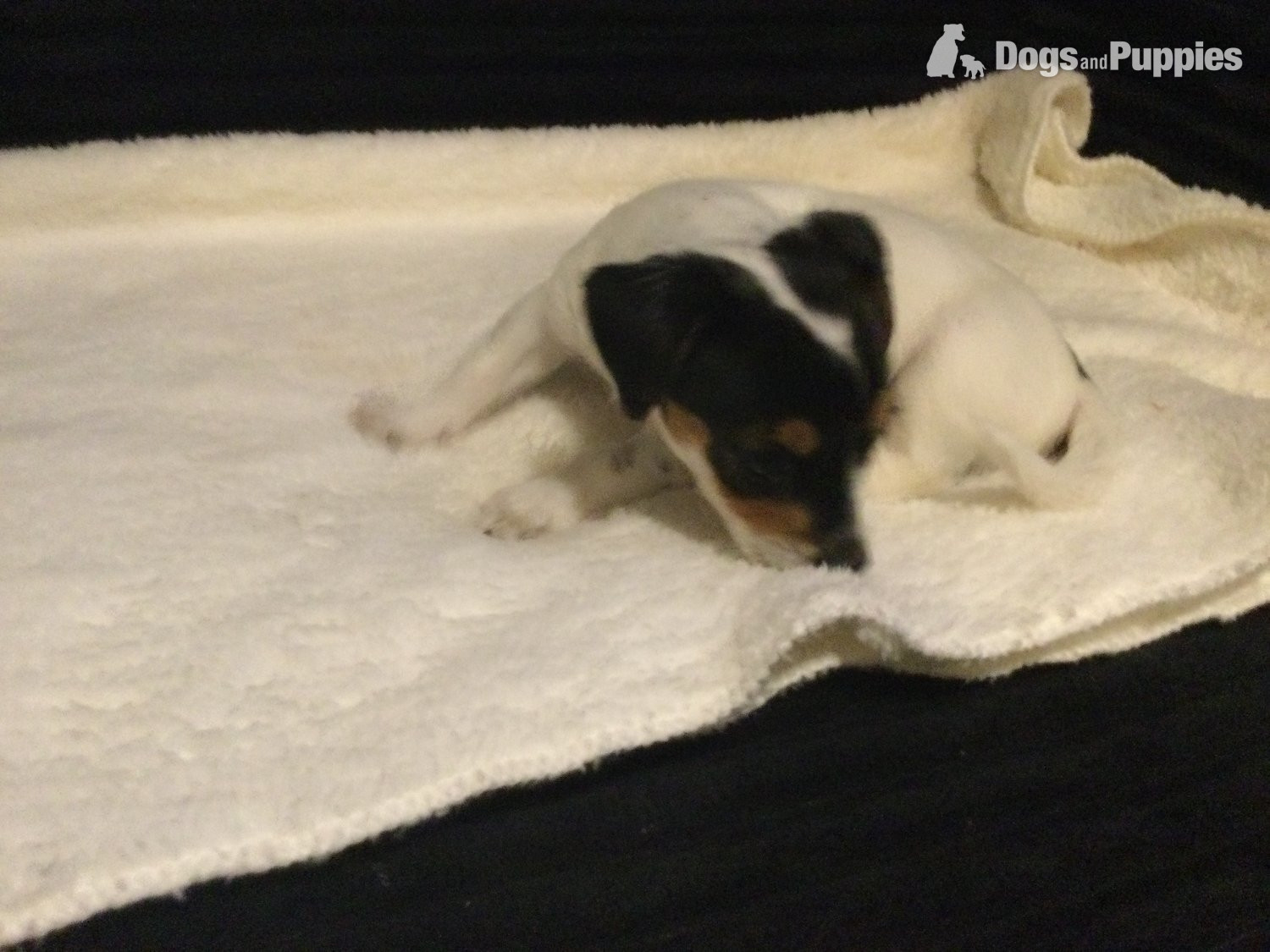 jack x tiny pupys - Jack Russell Terrier