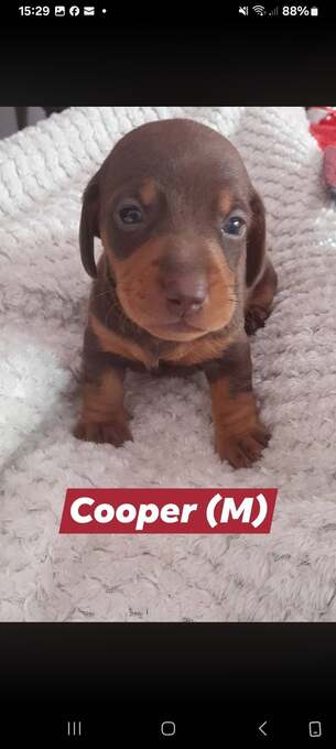 Miniature short haired Dacshund puppies for sale