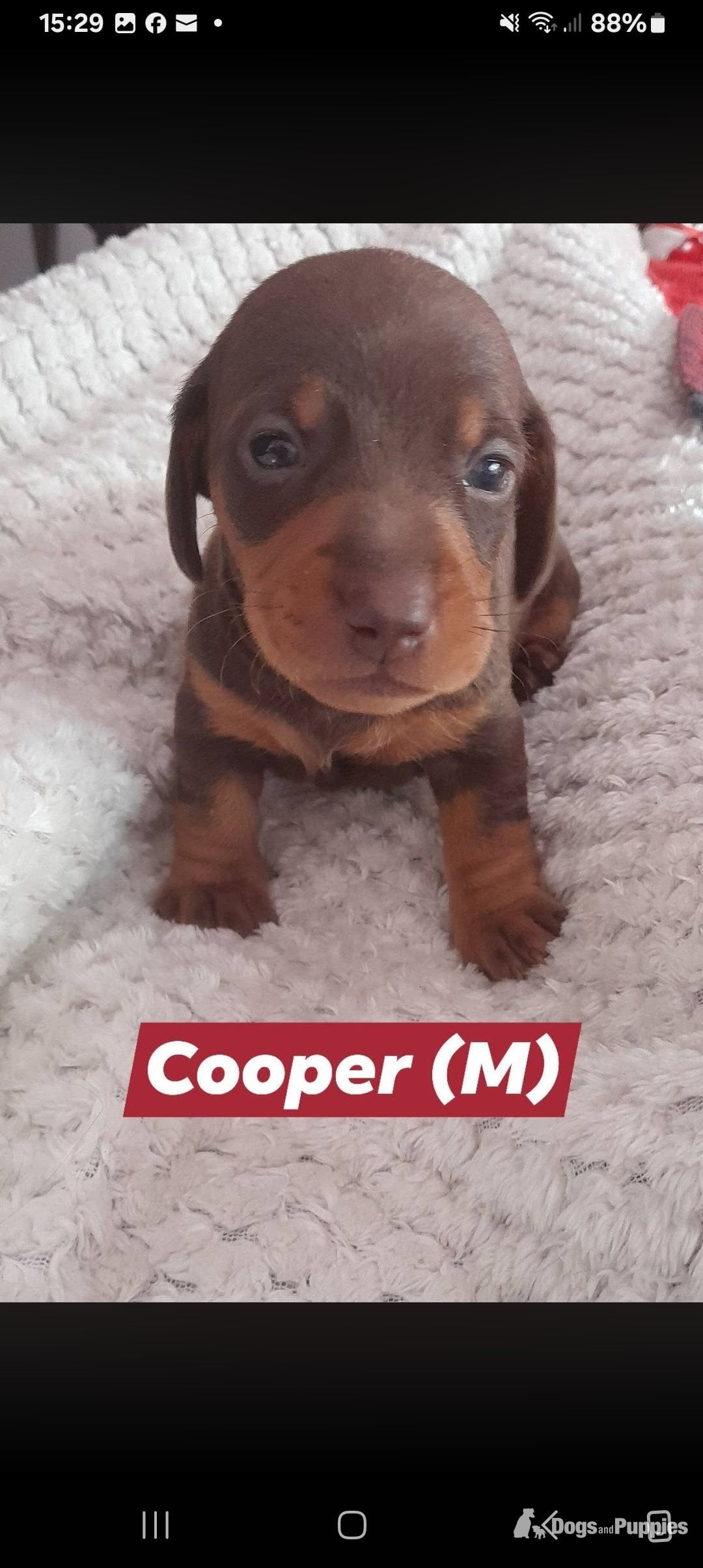 Miniature short haired Dacshund puppies for sale in {LOCATION}