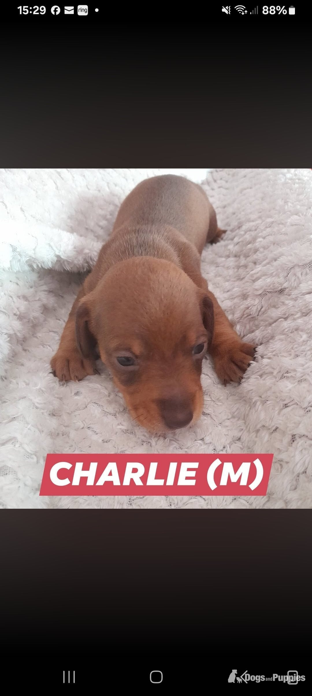 Miniature Dachshund