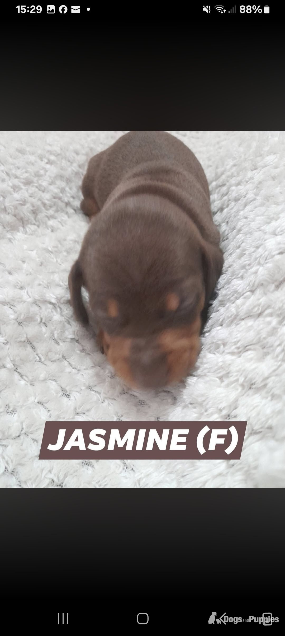 Miniature Dachshund - Miniature short haired Dacshund puppies for sale