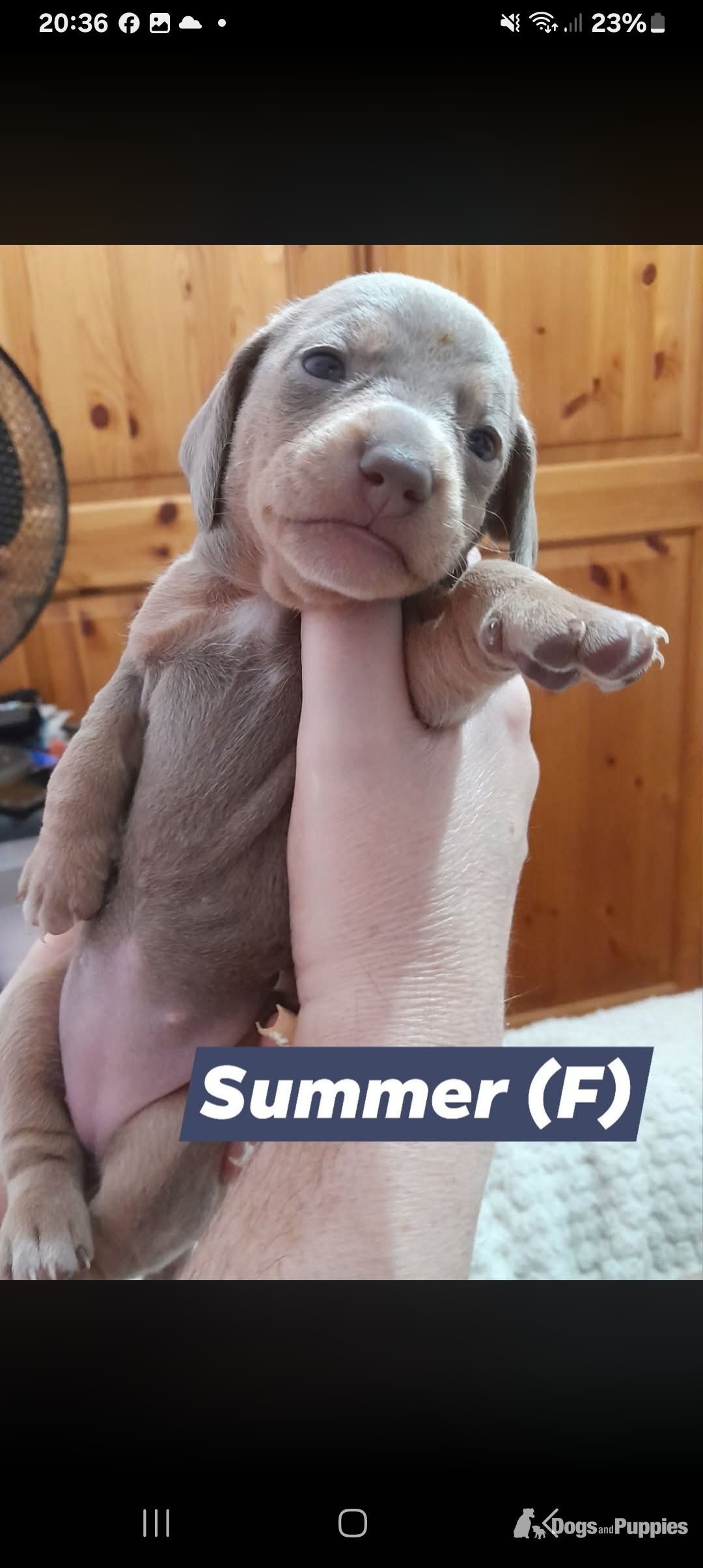 Miniature short haired Dacshund puppies for sale - Miniature Dachshund