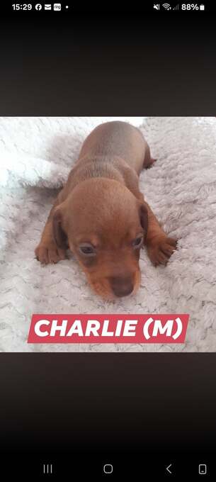 Miniature Dachshund short haired puppies for sale