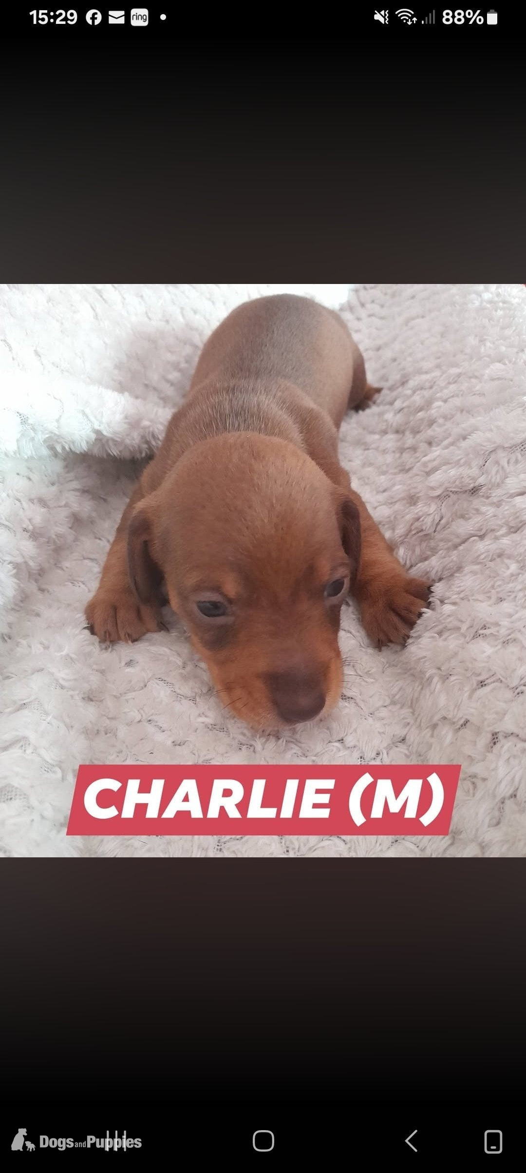 Miniature Dachshund short haired puppies for sale in {LOCATION}