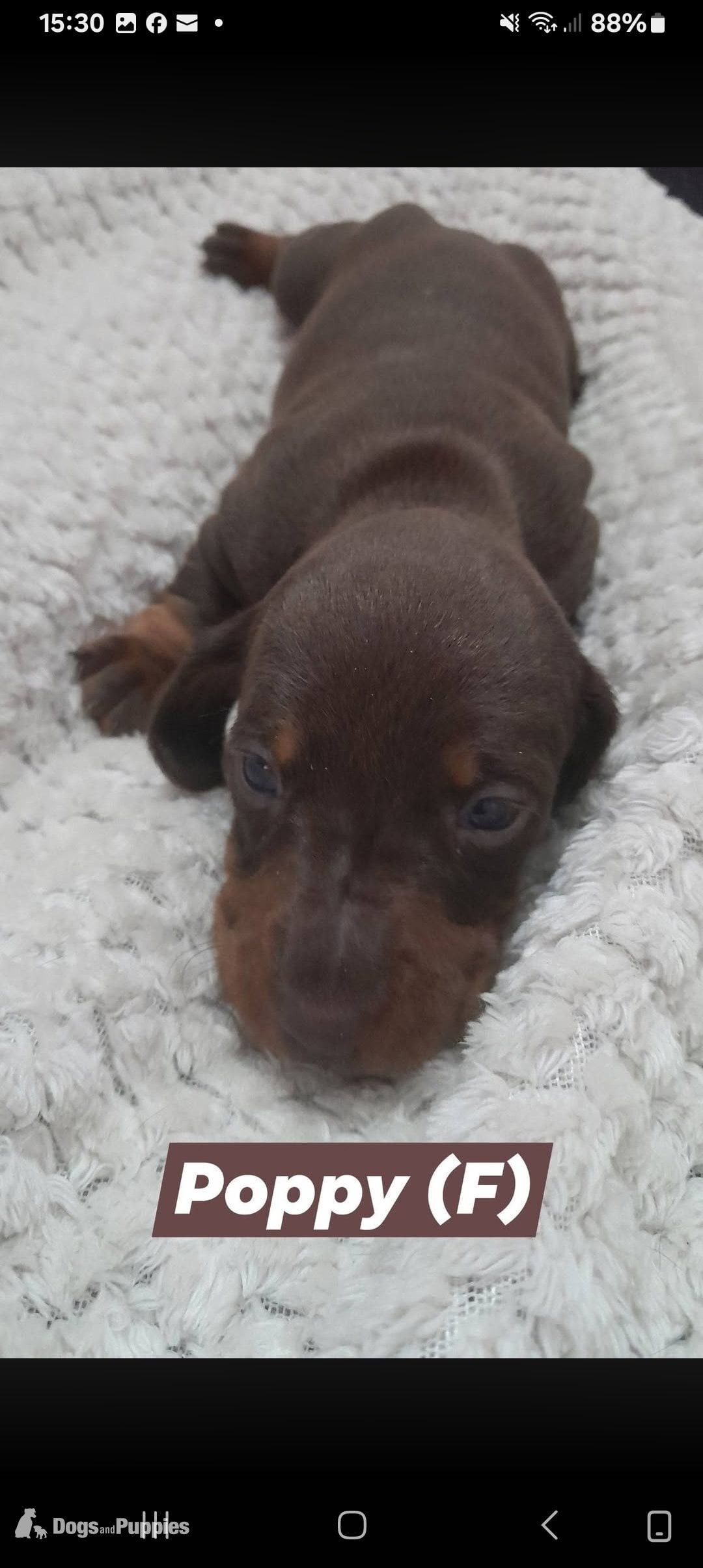 Miniature Dachshund