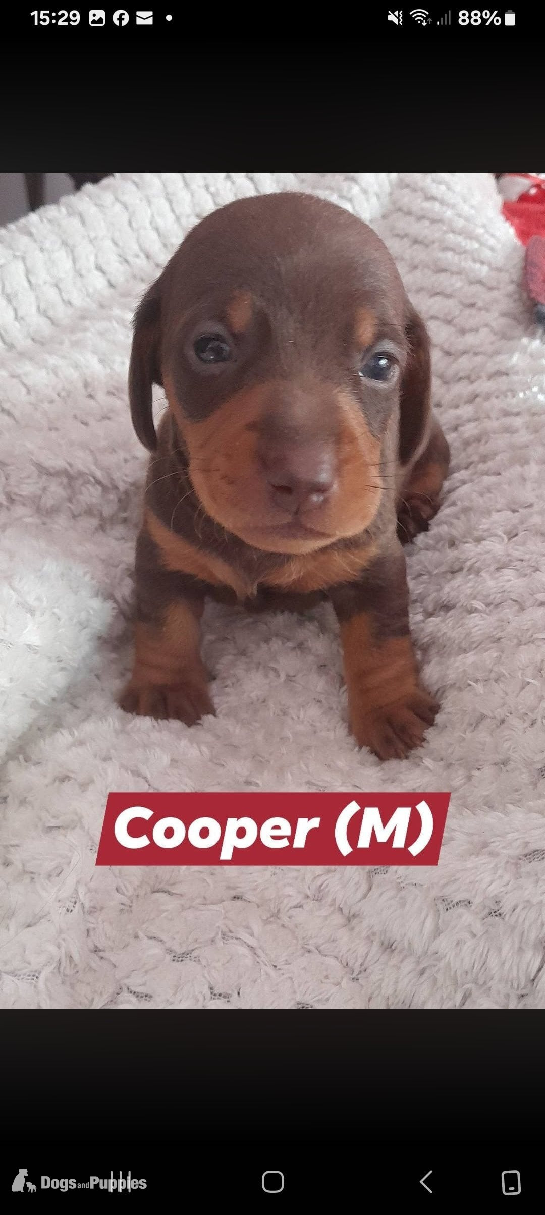 Miniature Dachshund Puppies