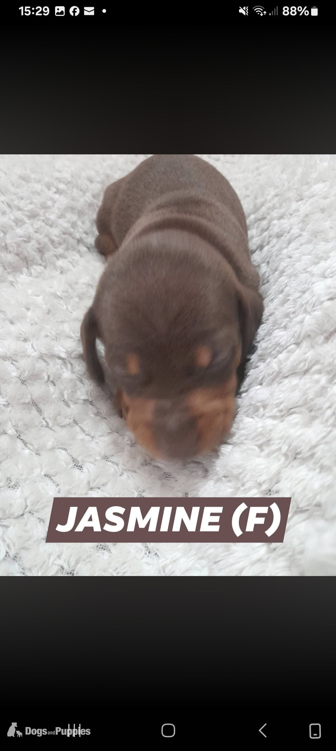 Miniature Dachshund - Miniature Dachshund short haired puppies for sale