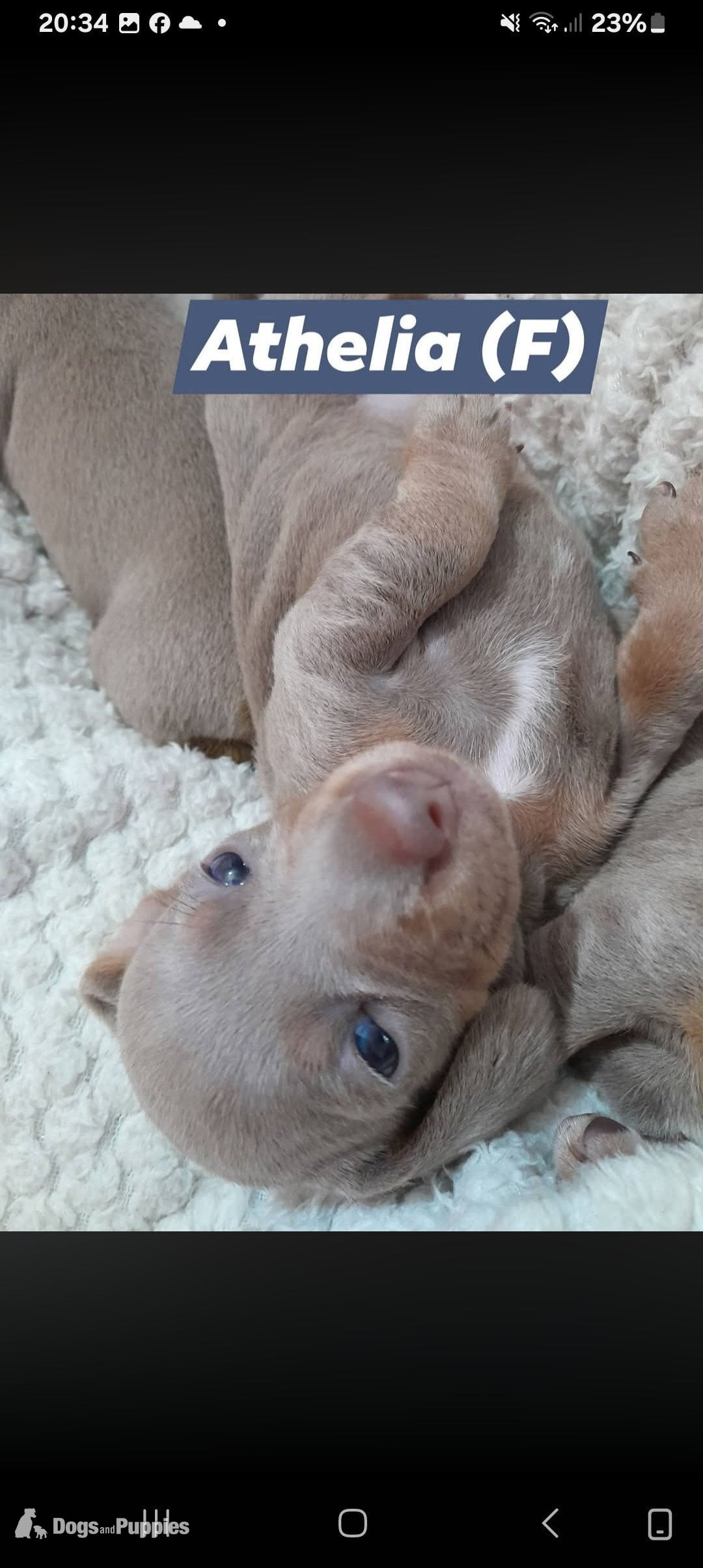 Miniature Dachshund short haired puppies for sale - Miniature Dachshund