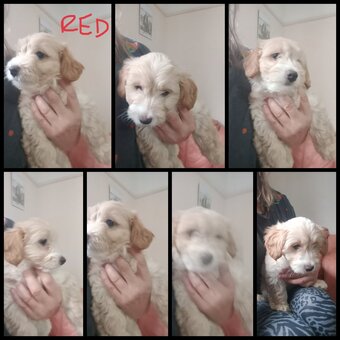 2 x Cockapoo & jack Russell Pups Ready DNA health tested clear Mum 