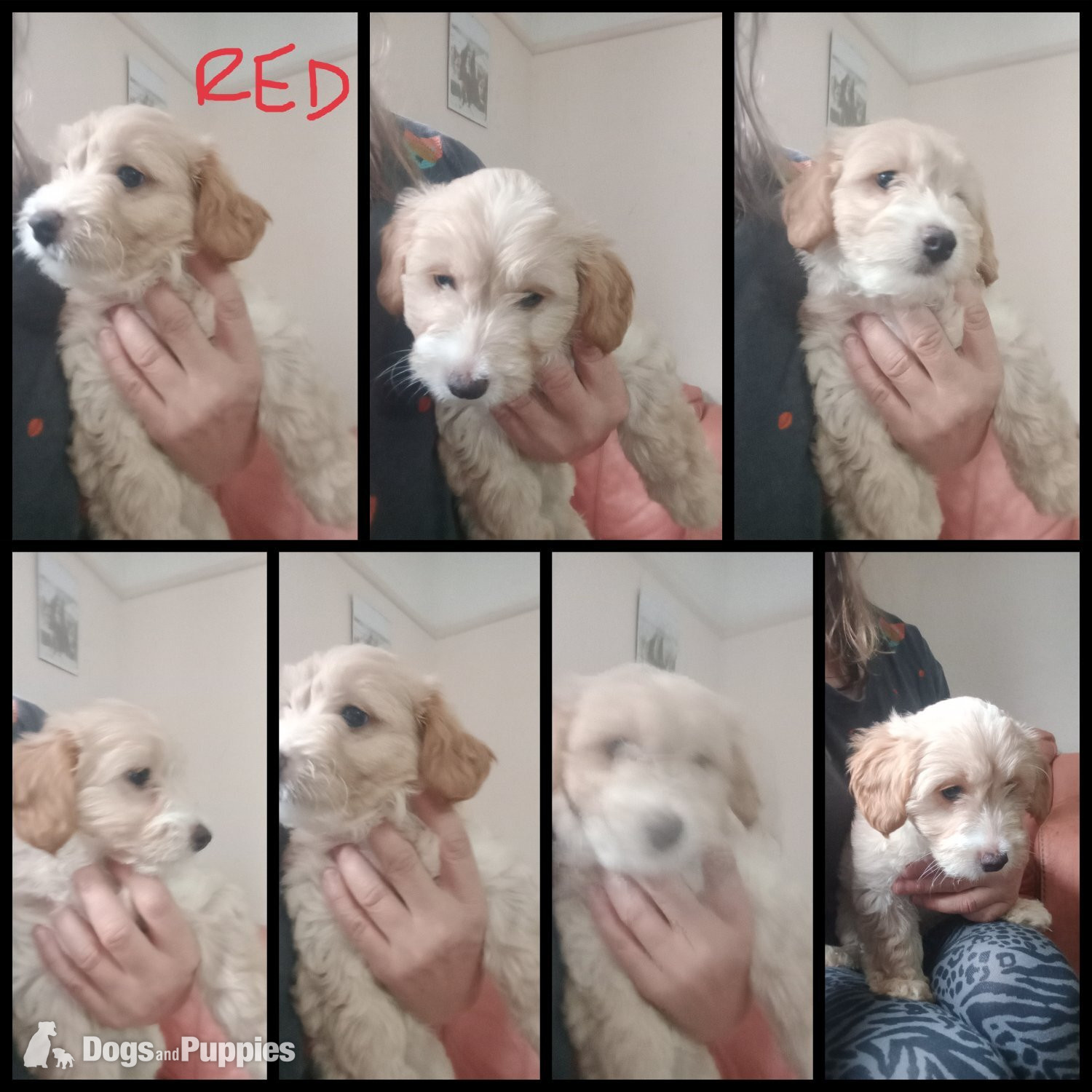 2 x Cockapoo & jack Russell Pups Ready DNA health tested clear Mum  in {LOCATION}