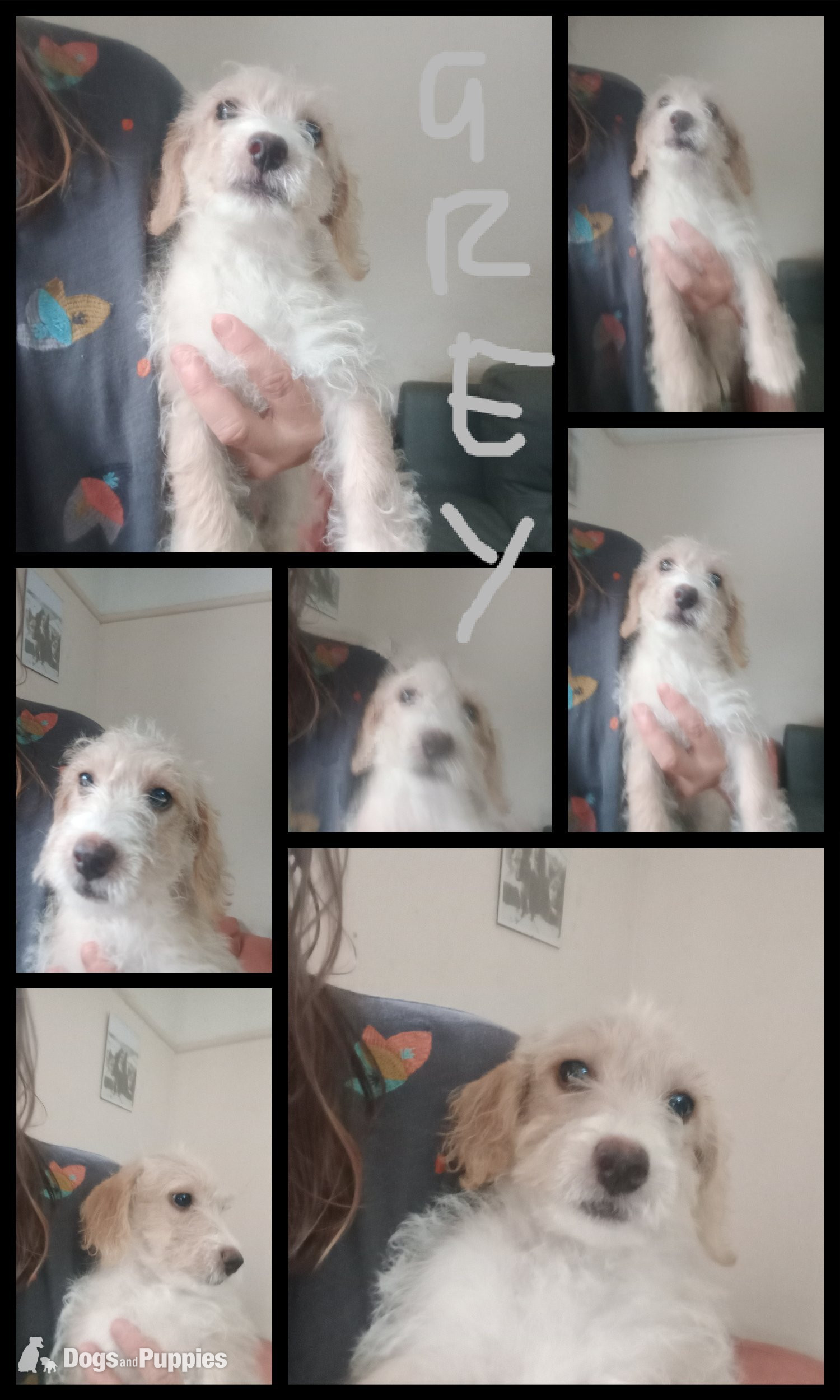 LAST 1 available Fully vaccinated cokapoo & jack Russell Pups Ready DNA health tested clear Mum  - Jackapoo