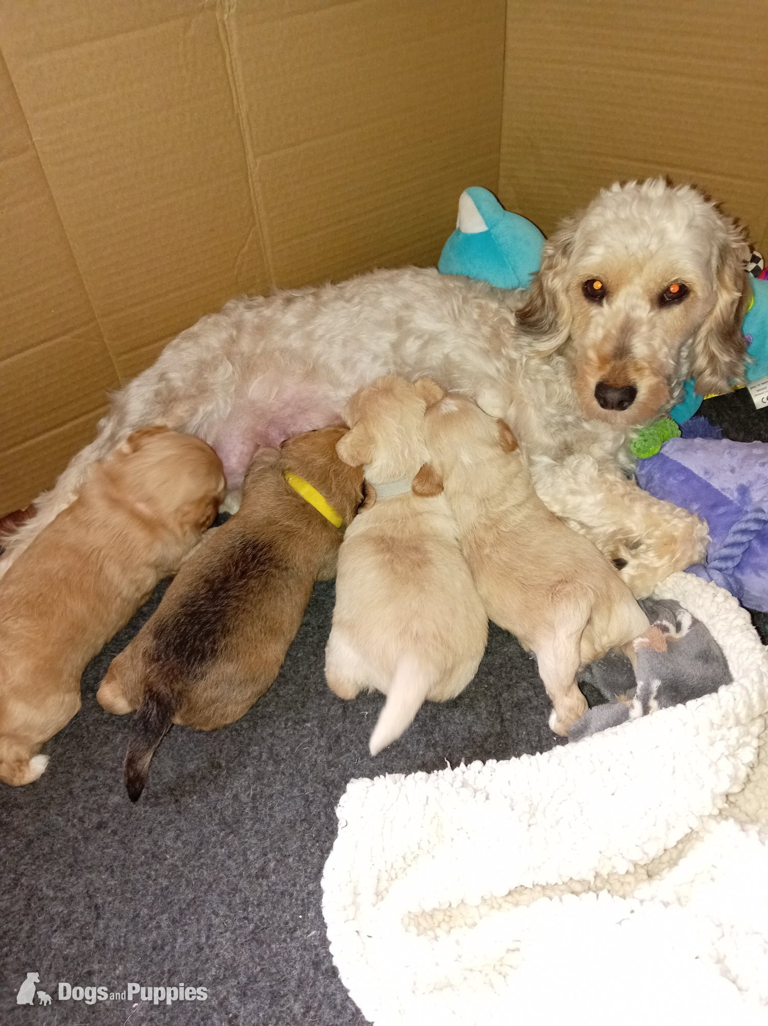 Jackapoo Puppies