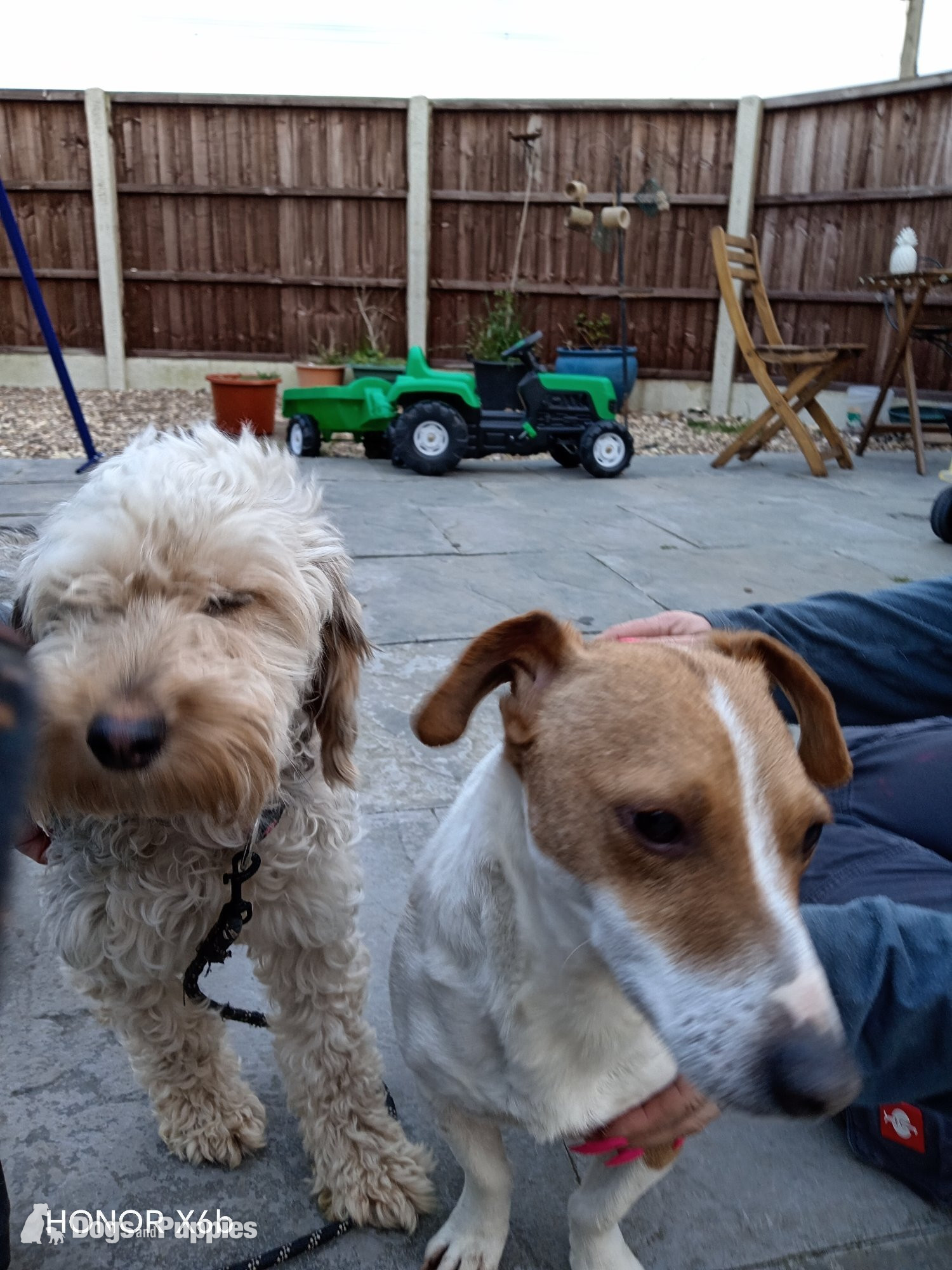 Cockapoo & jack Russell Pups Ready DNA health tested clear Mum  - Jackapoo