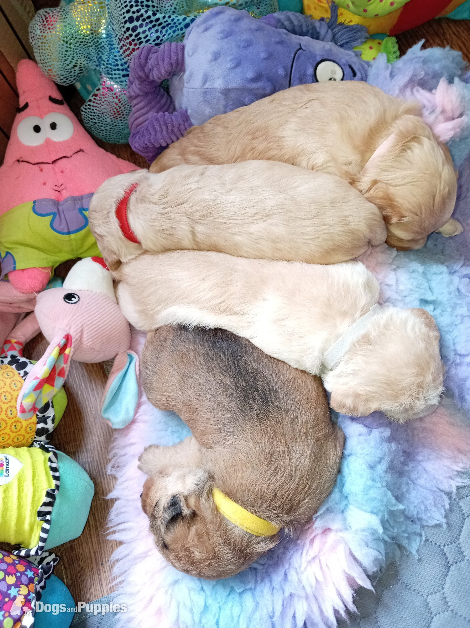 Cockapoo & jack Russell hybrid females nearly ready  in {LOCATION}