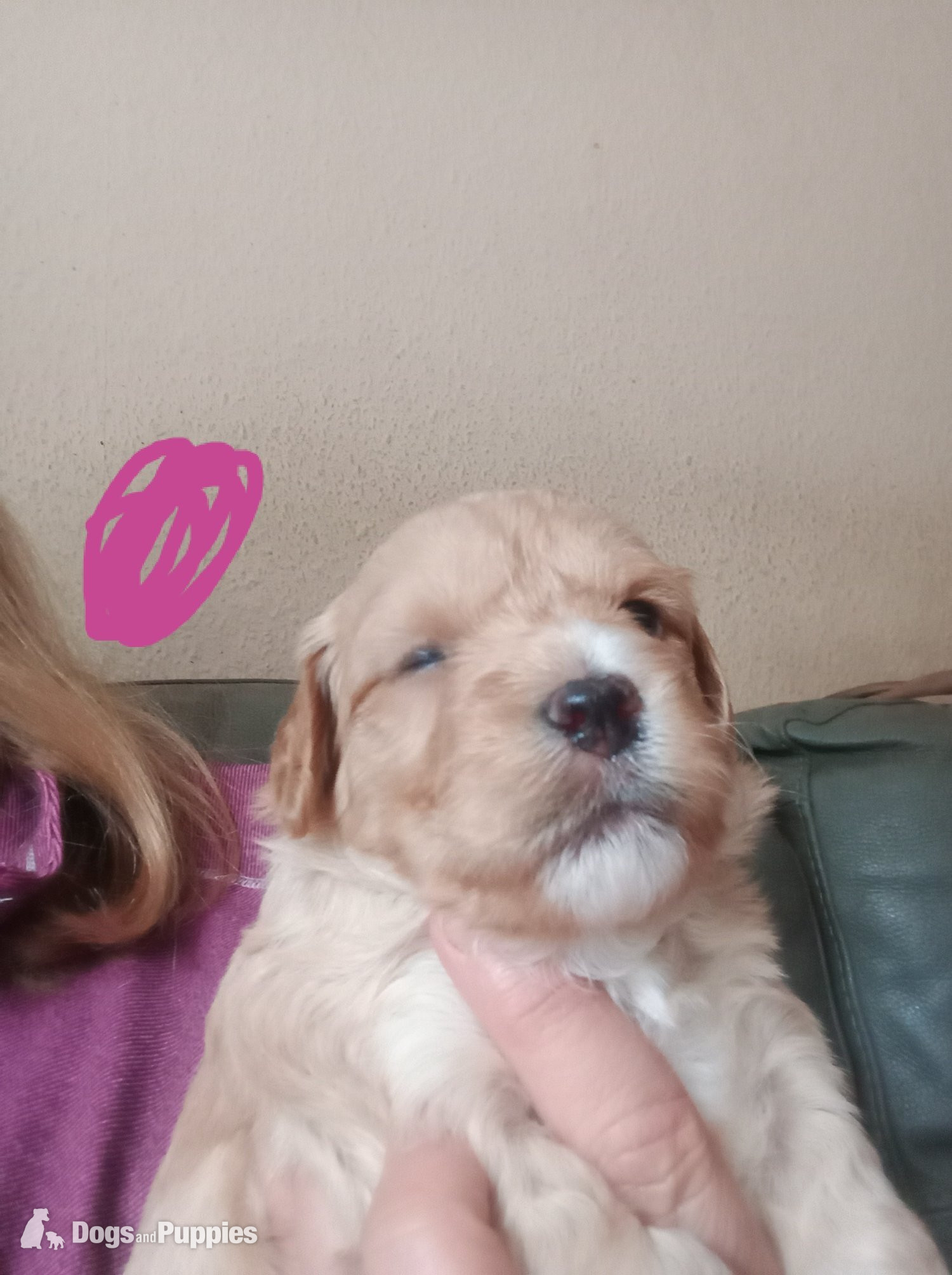 Jackapoo Puppies