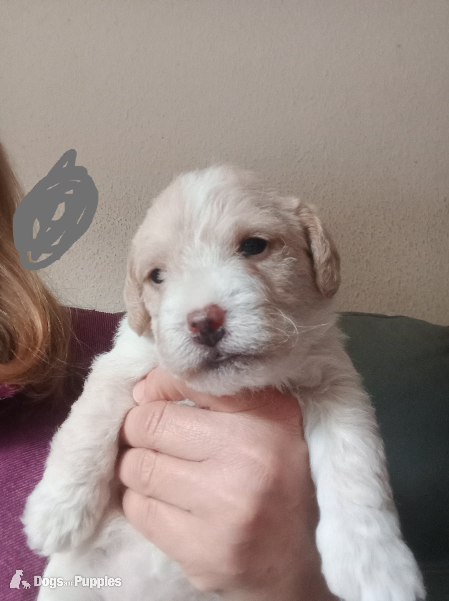 Jackapoo - Cockapoo & jack Russell hybrid females nearly ready 