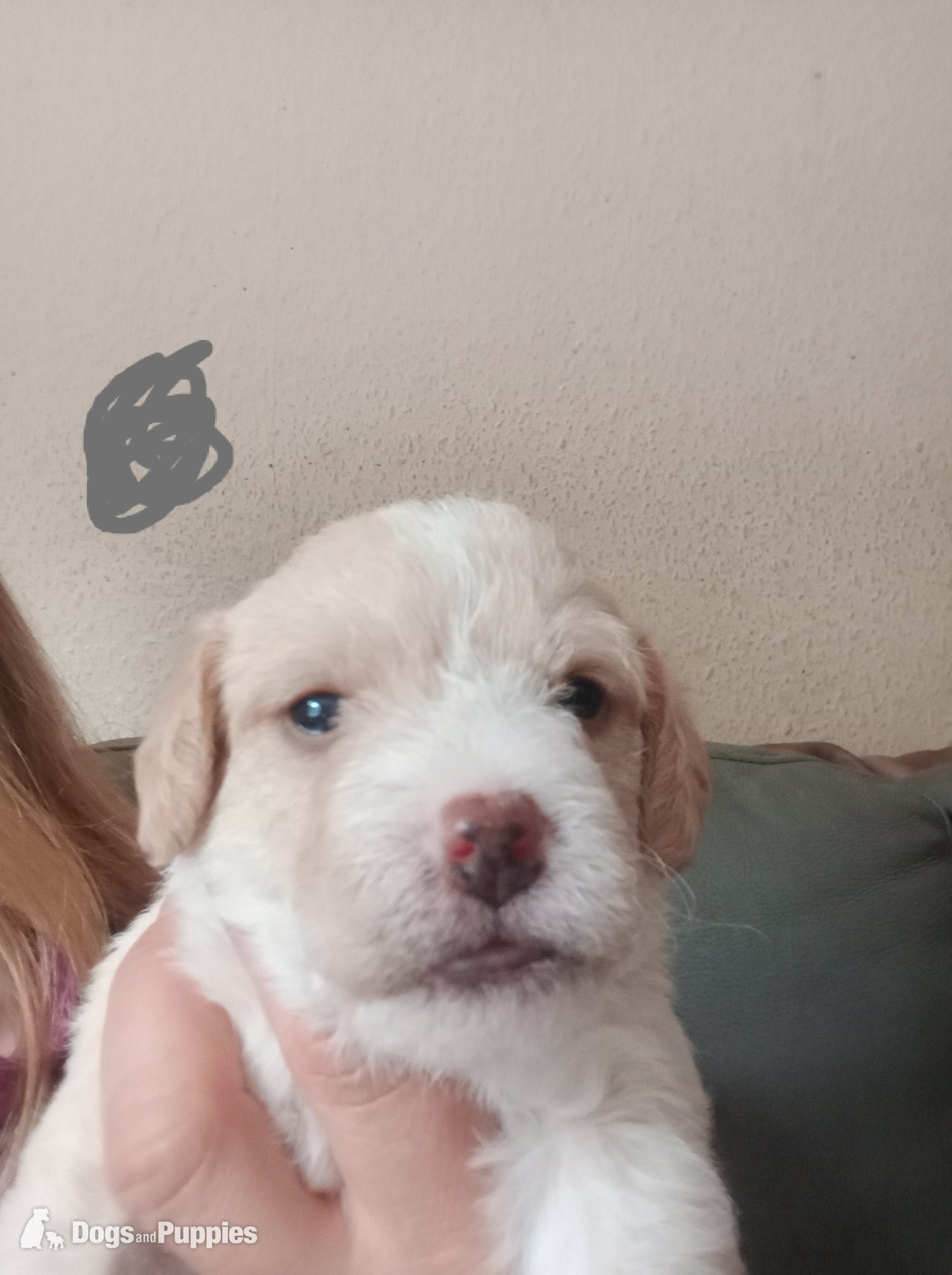 Cockapoo & jack Russell hybrid females nearly ready  - Jackapoo