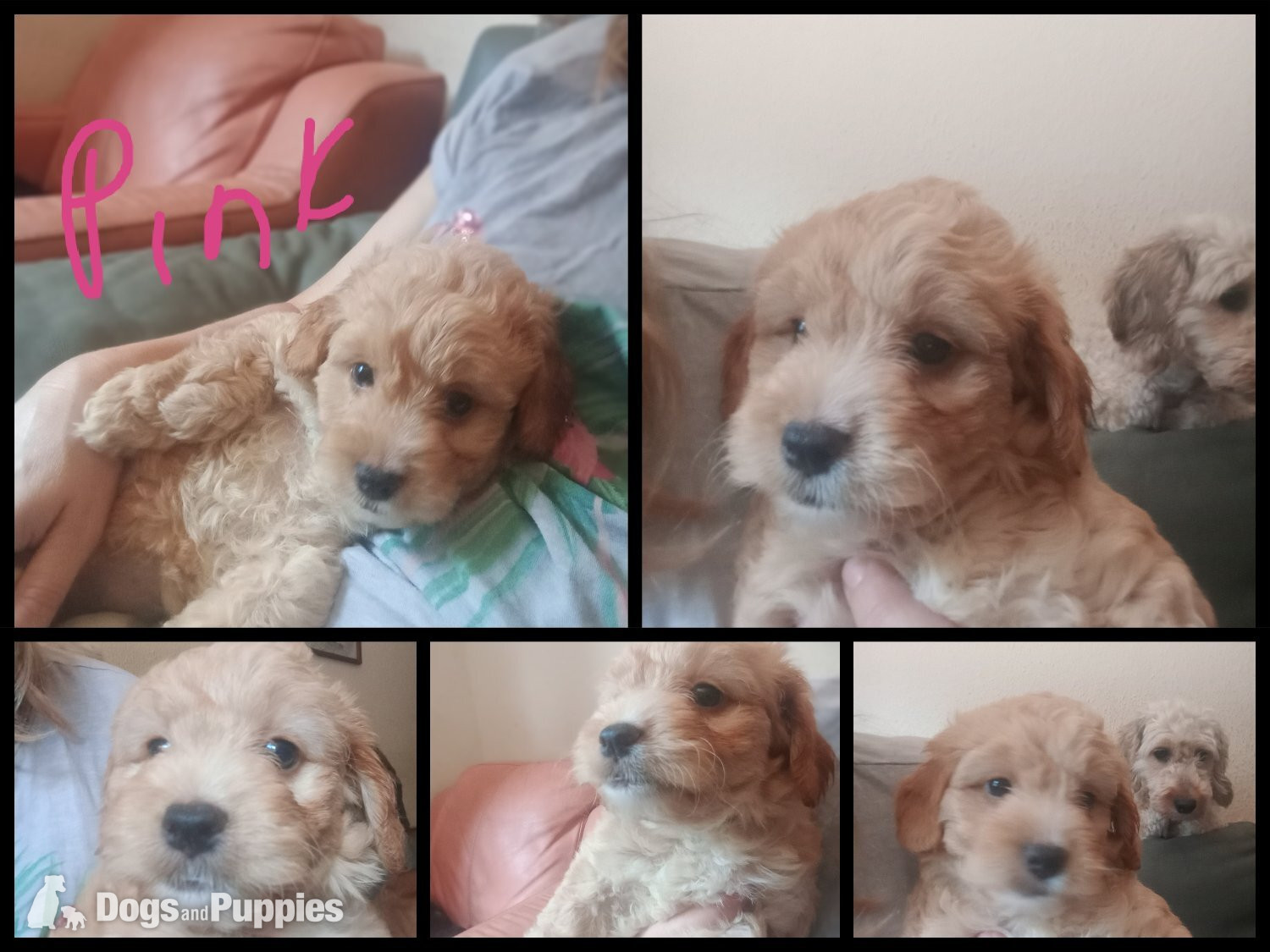 Cockapoo & jack Russell hybrid Ready week beginning 20thJuly!  in {LOCATION}