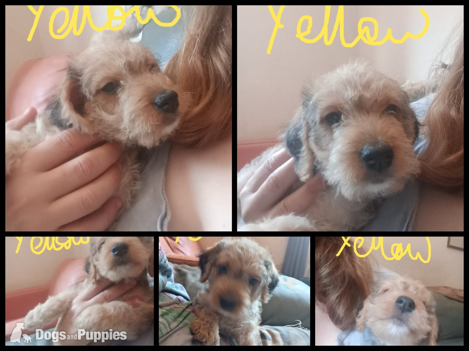 Jackapoo - Cockapoo & jack Russell hybrid Ready in couple of weeks 