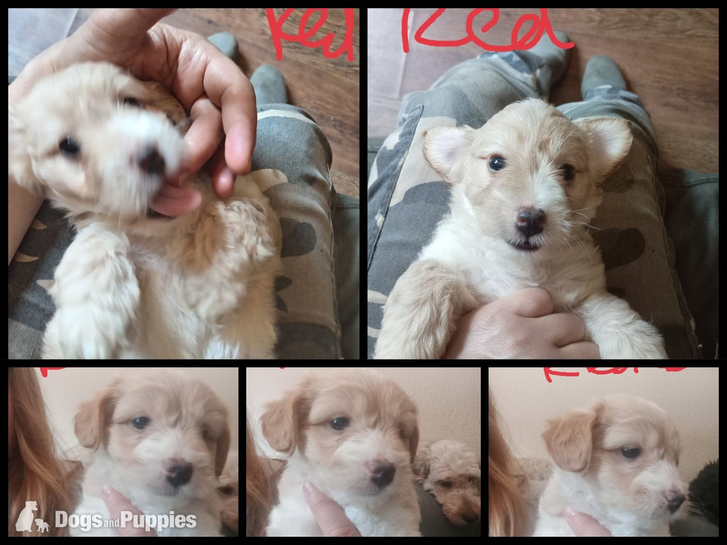 Cockapoo & jack Russell hybrid Ready week beginning 20thJuly!  - Jackapoo