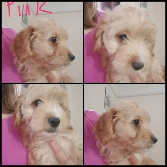 Cockapoo & jack Russell Pups Ready DNA health tested clear Mum 