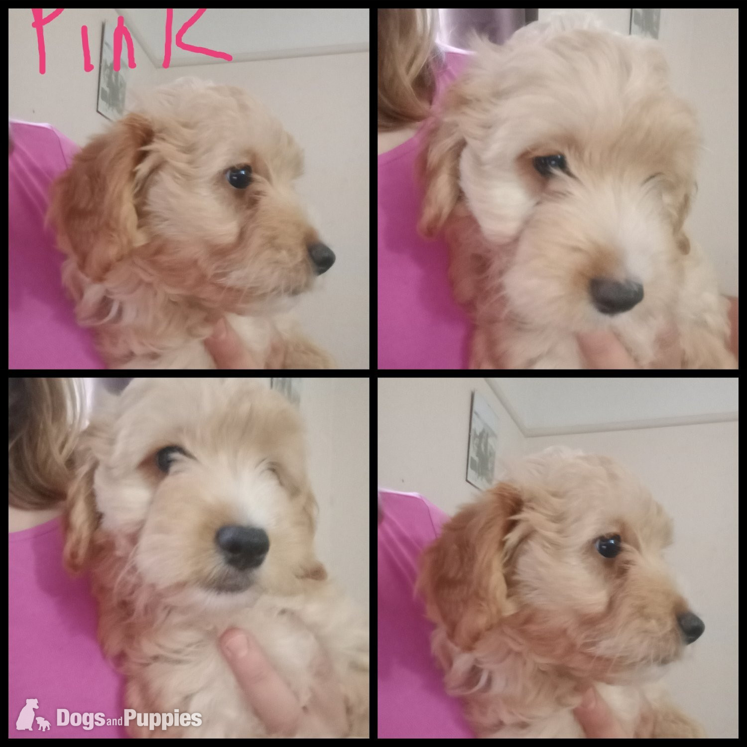 Cockapoo & jack Russell Pups Ready DNA health tested clear Mum  in {LOCATION}