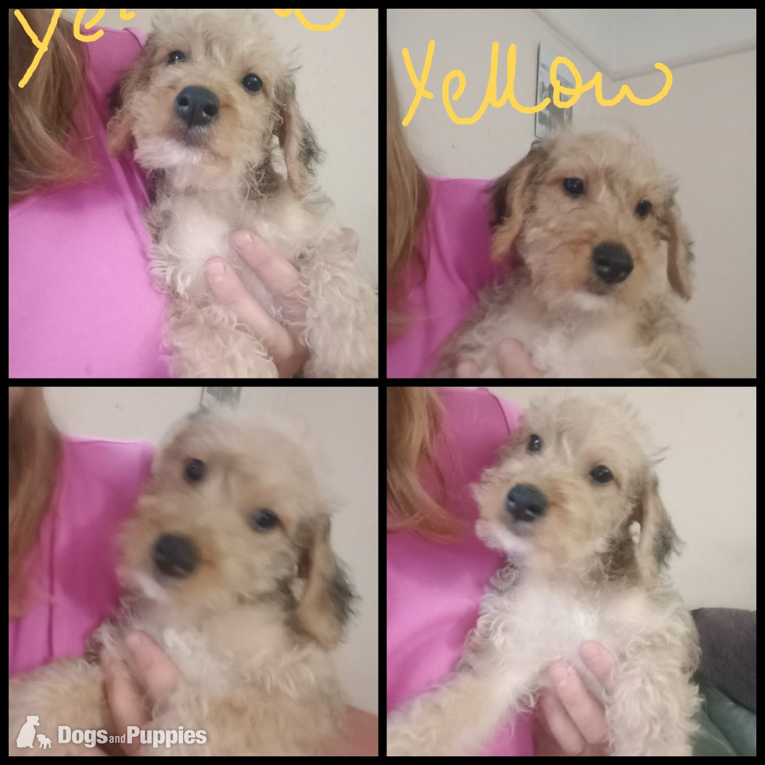 Jackapoo
