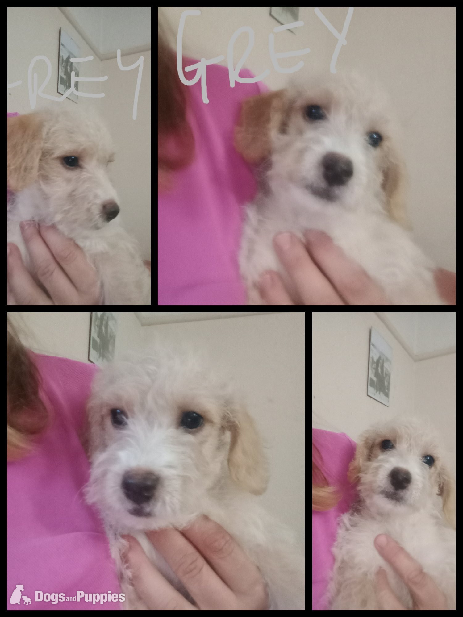 Jackapoo Puppies