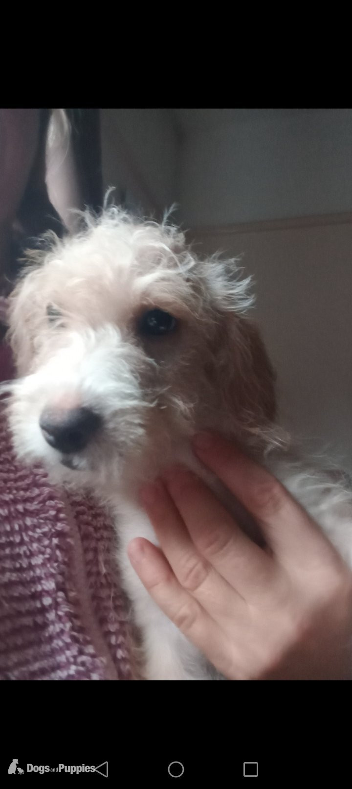 LAST 1 available Fully vaccinated cokapoo & jack Russell Pups Ready DNA health tested clear Mum  in {LOCATION}