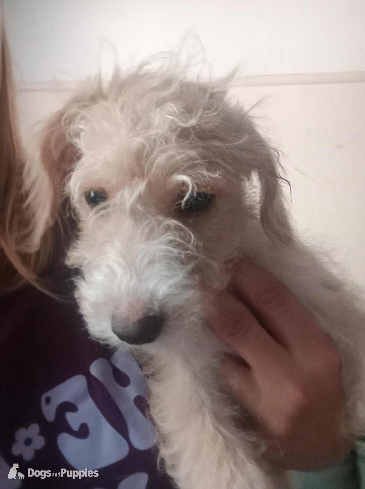 Jackapoo