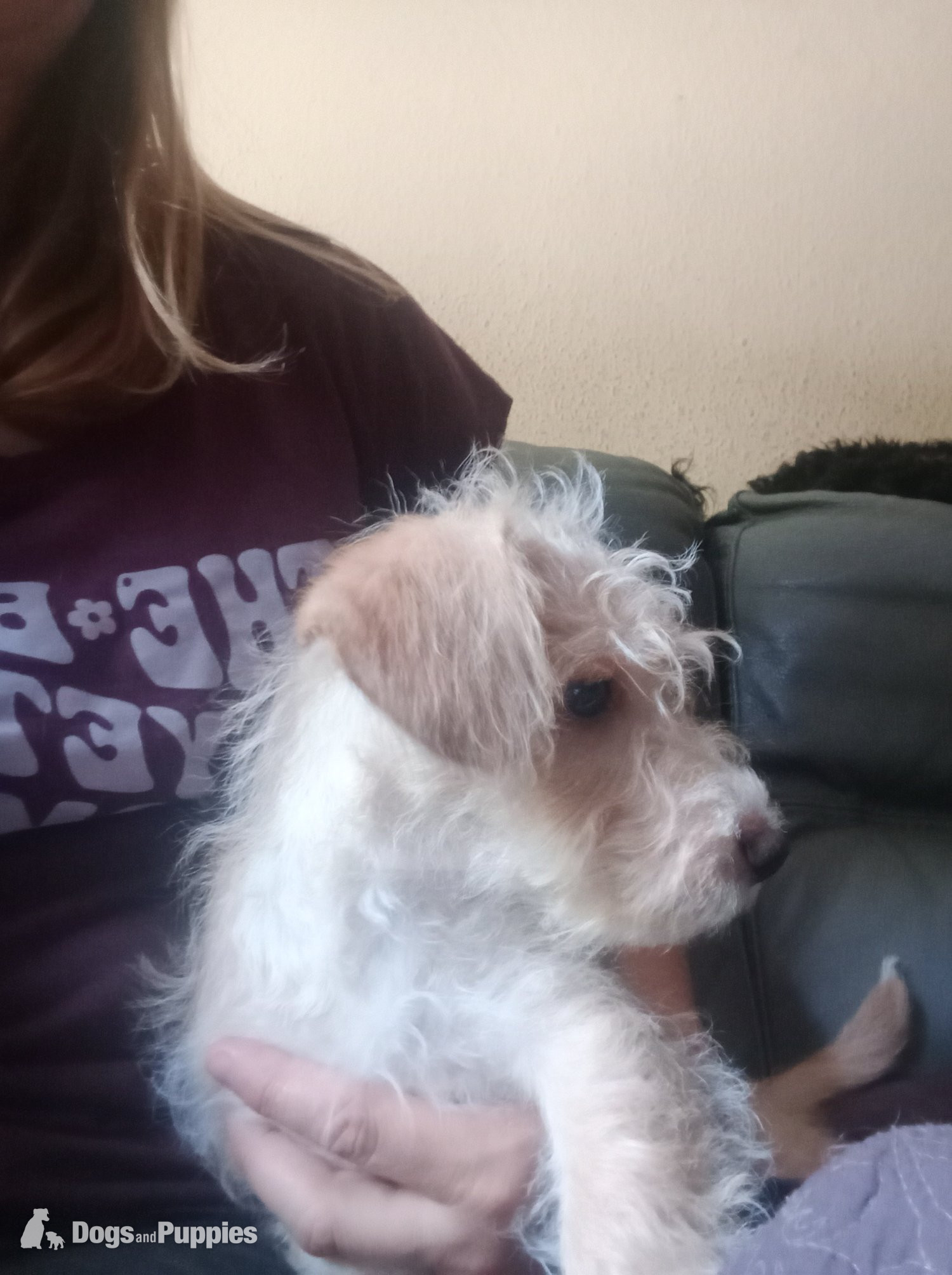 Jackapoo Puppies