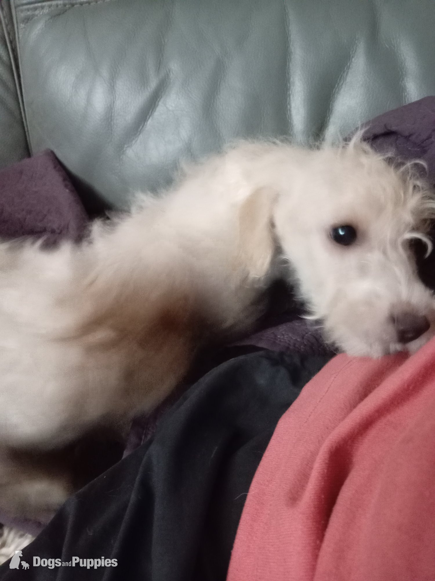 Jackapoo - LAST 1 available Fully vaccinated cokapoo & jack Russell Pups Ready DNA health tested clear Mum 
