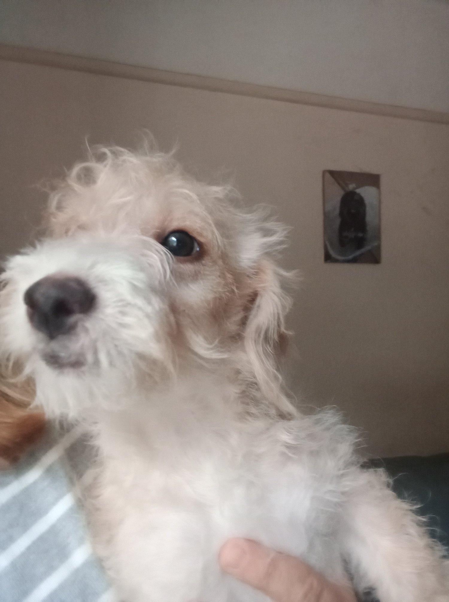 LAST 1 available REDUCED Fully vaccinated cokapoo & jack Russell Pups Ready DNA health tested clear Mum  in {LOCATION}