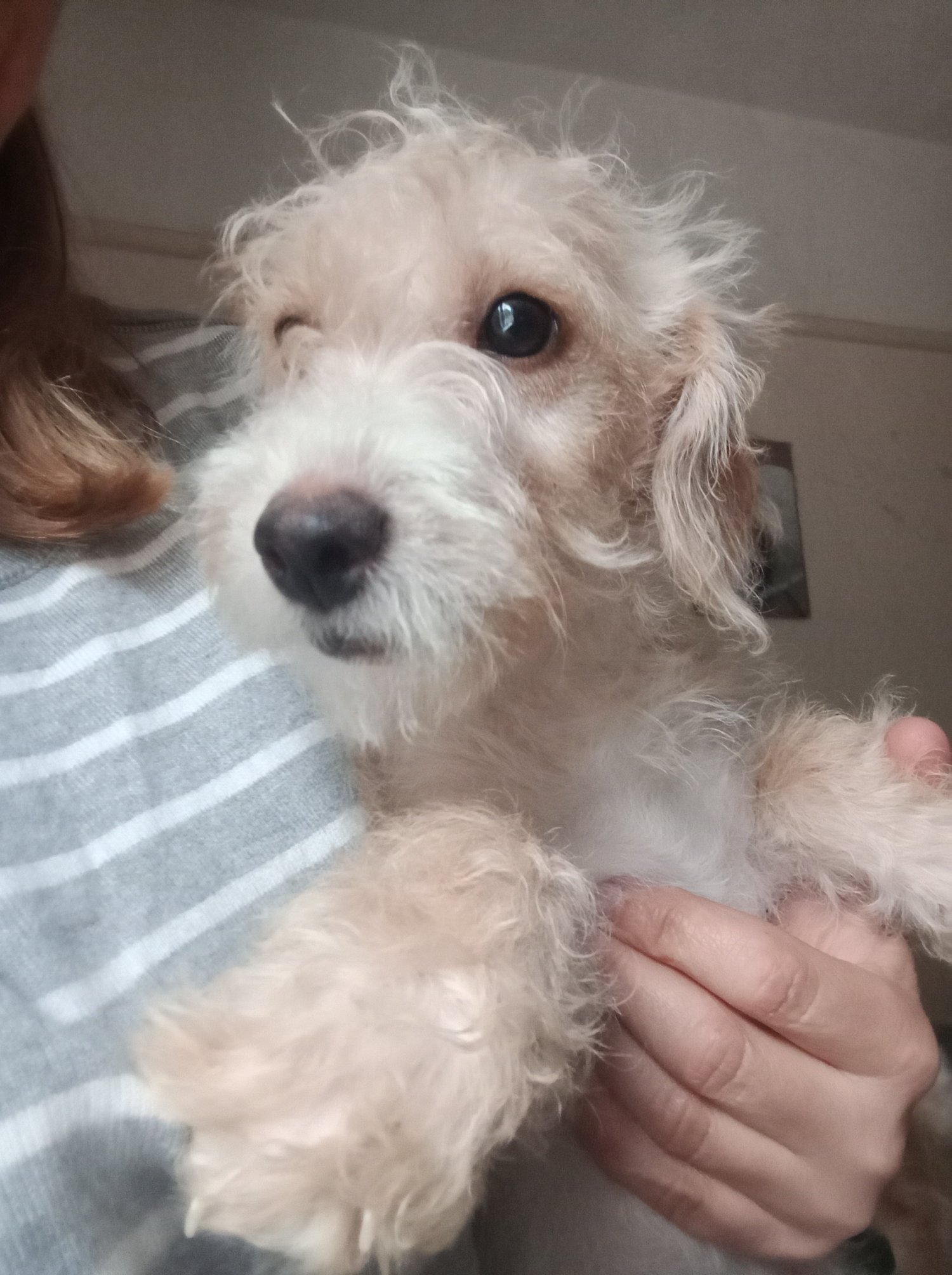 Jackapoo