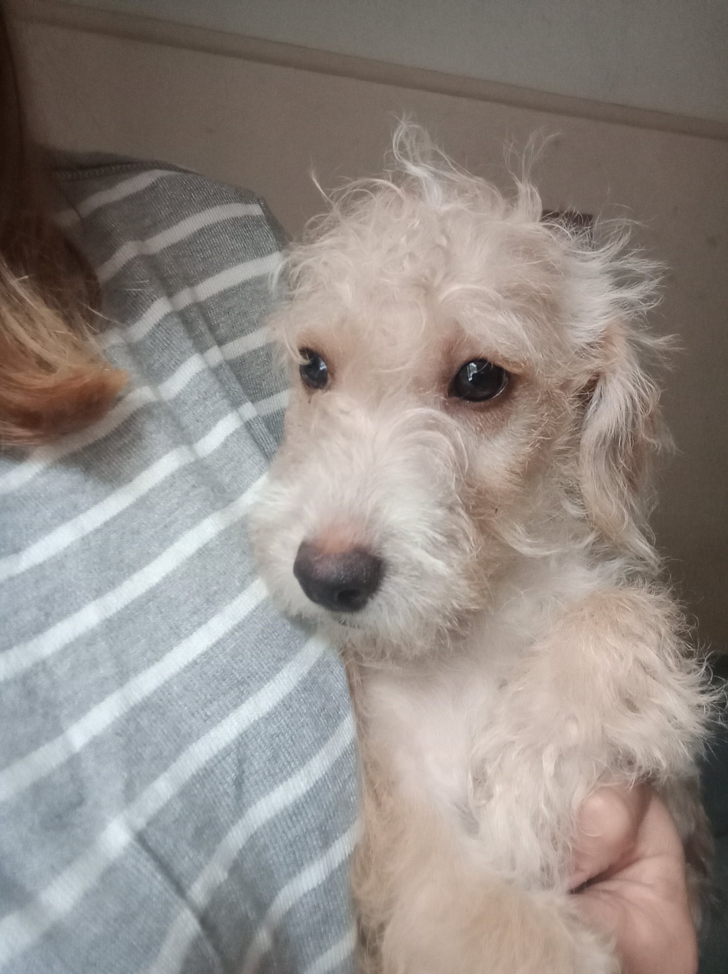 Jackapoo - LAST 1 available REDUCED Fully vaccinated cokapoo & jack Russell Pups Ready DNA health tested clear Mum 