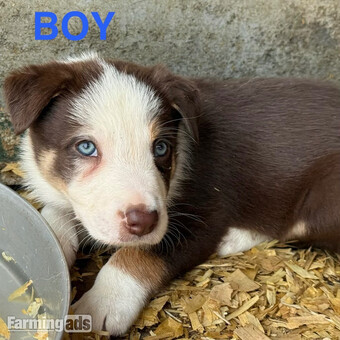 Super red working pups, sought after bloodlines