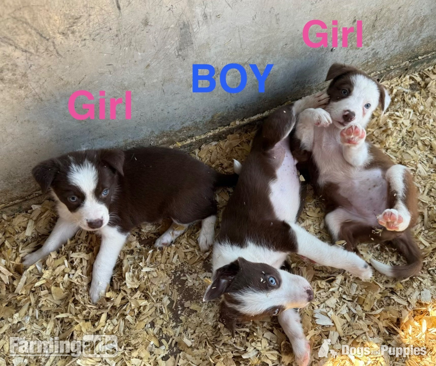  Puppies