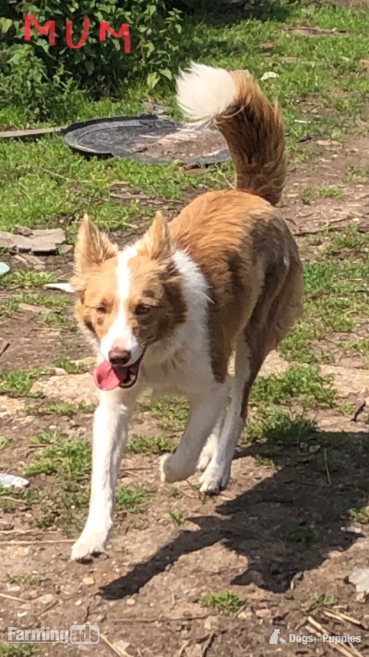  - Super red working pups, sought after bloodlines